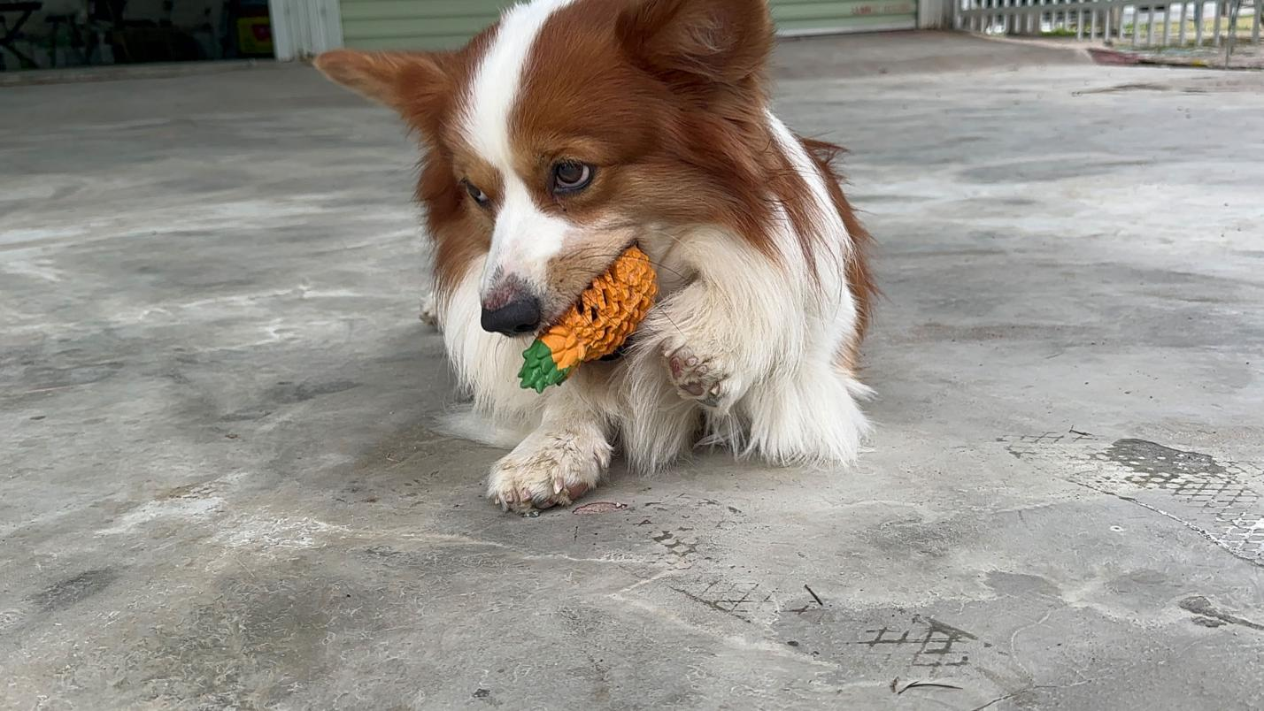 Why doesn't my dog play with toys?